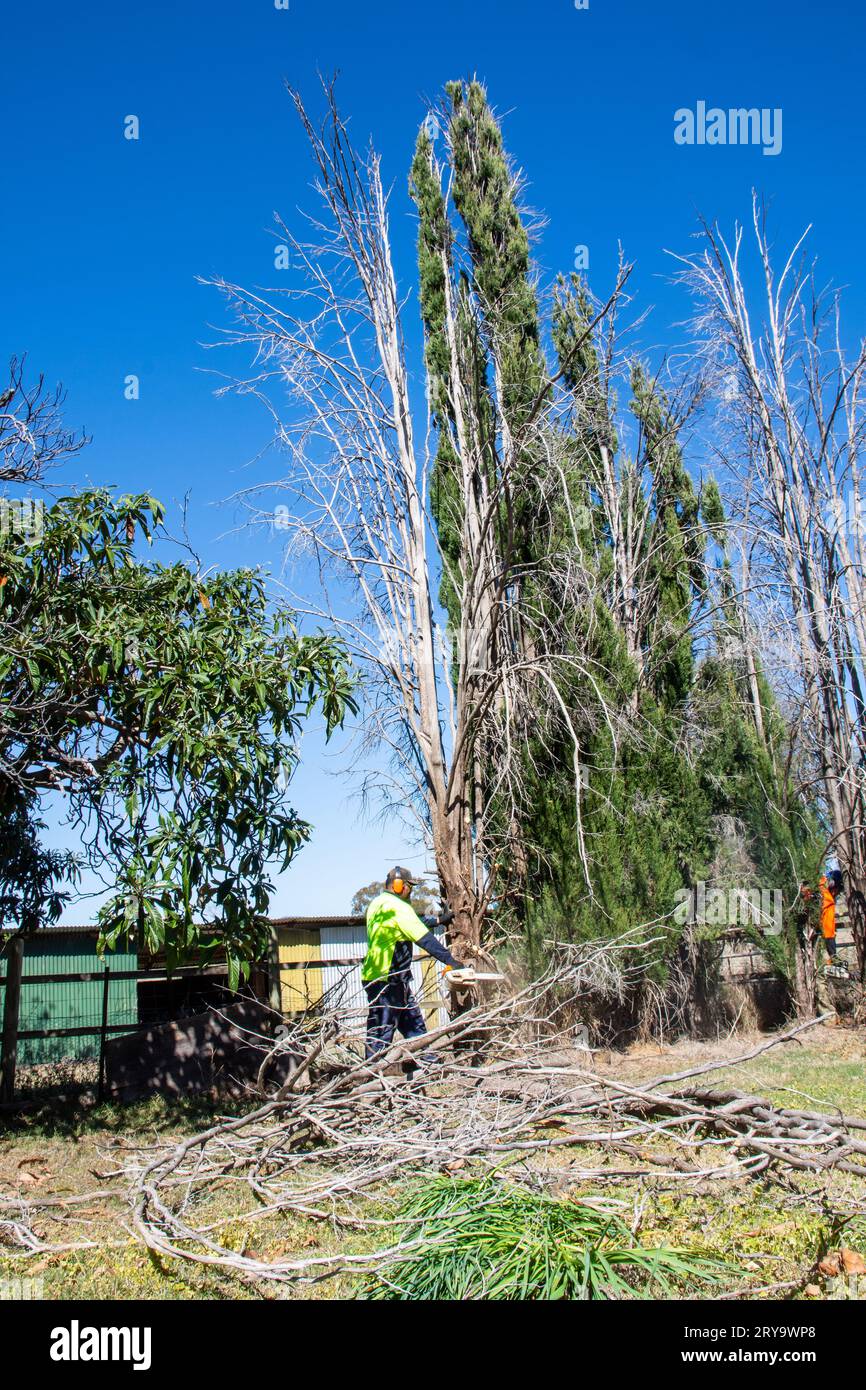 Two men trimming branches before felling a dead Cypress pine tree. Stock Photo