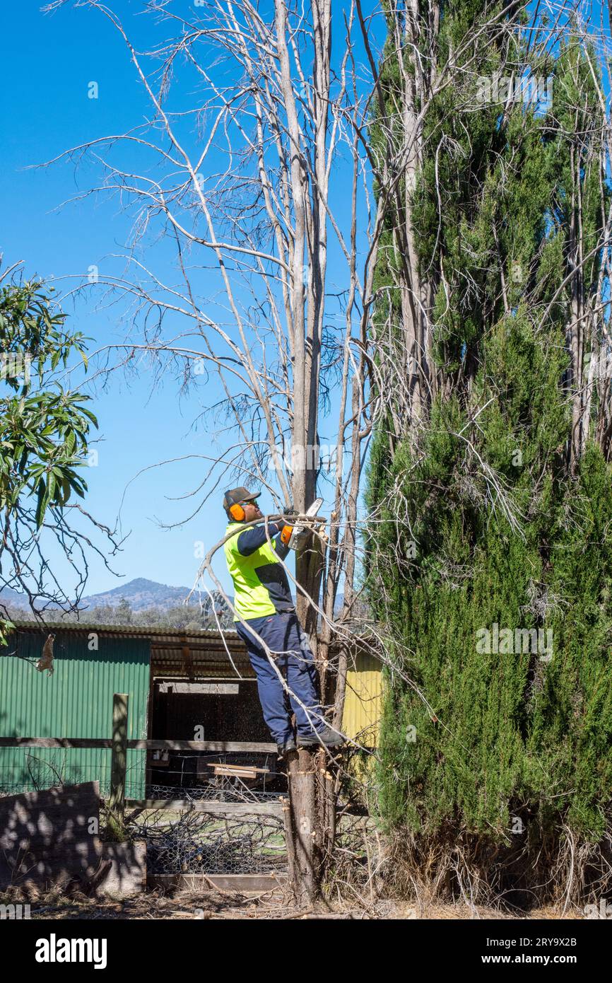 A man trimming branches before felling a dead cypress pine tree. Stock Photo