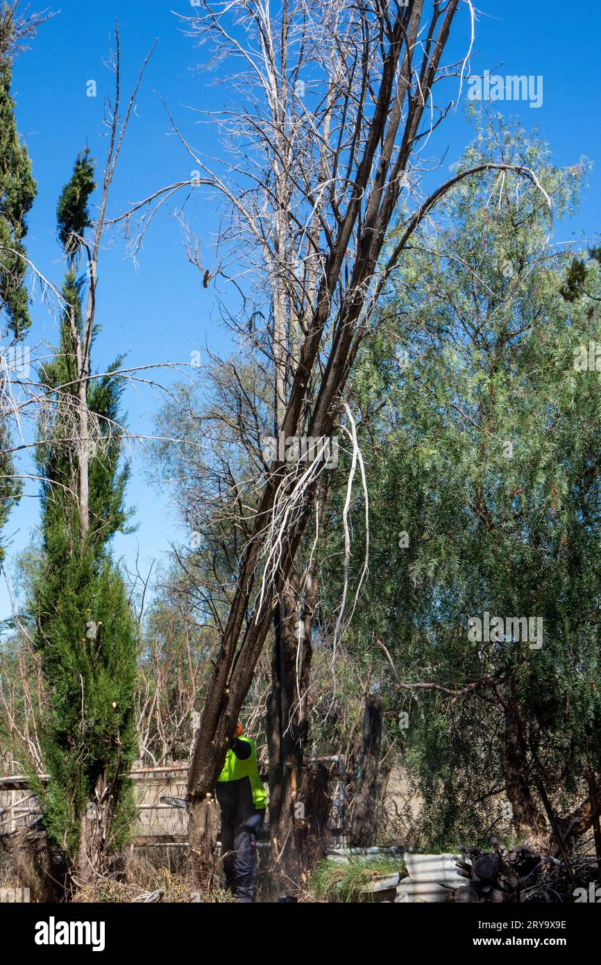 A cyptess pine tree startinng to fall after cut by man with chainsaw. Stock Photo