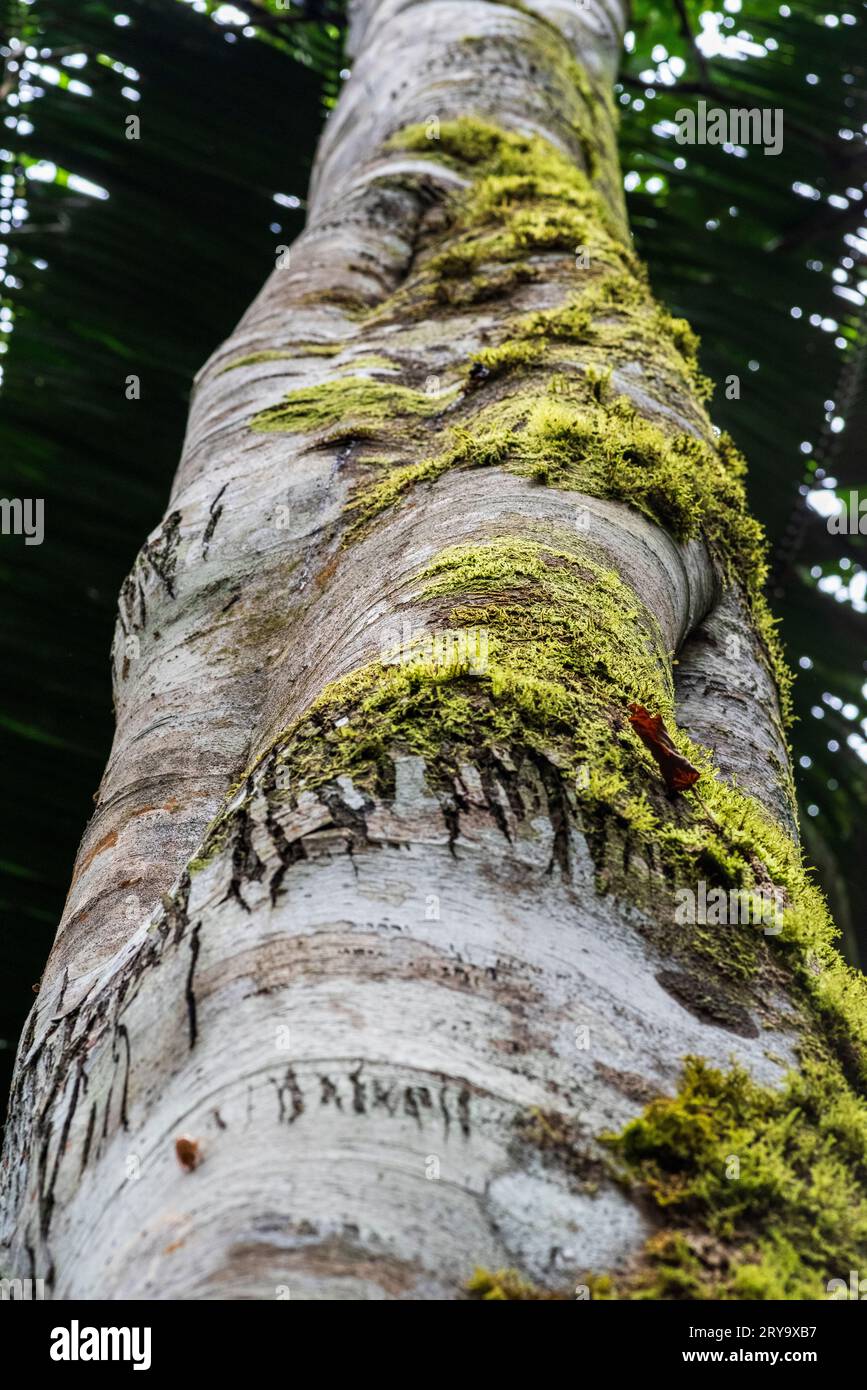 Croton lechleri tree (sangre de Grado) in the amazonian rainforest