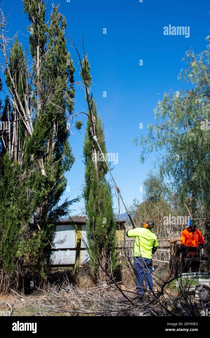 Arborist using an extendable  pole chainsaw to trim high branches of a cypress pine tree. Stock Photo
