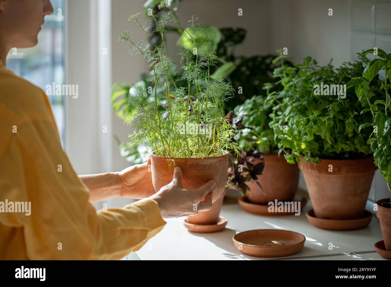 Greens fresh dill in terracotta pot in female hands. Concept house growing fresh herbs home garden.  Stock Photo