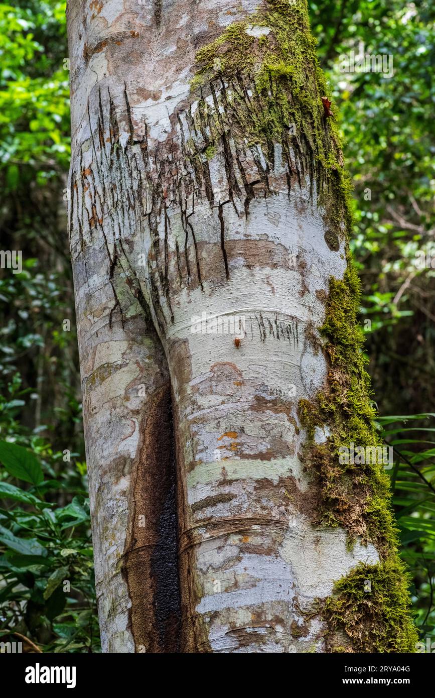 Croton lechleri tree (sangre de Grado) in the amazonian rainforest