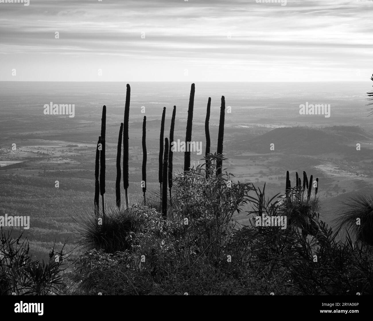 Bunya Mountains Lookout with Grass Trees seed pods silhouetted in front of tableland.  Black and White.  Focus on foreground, background blurred Stock Photo