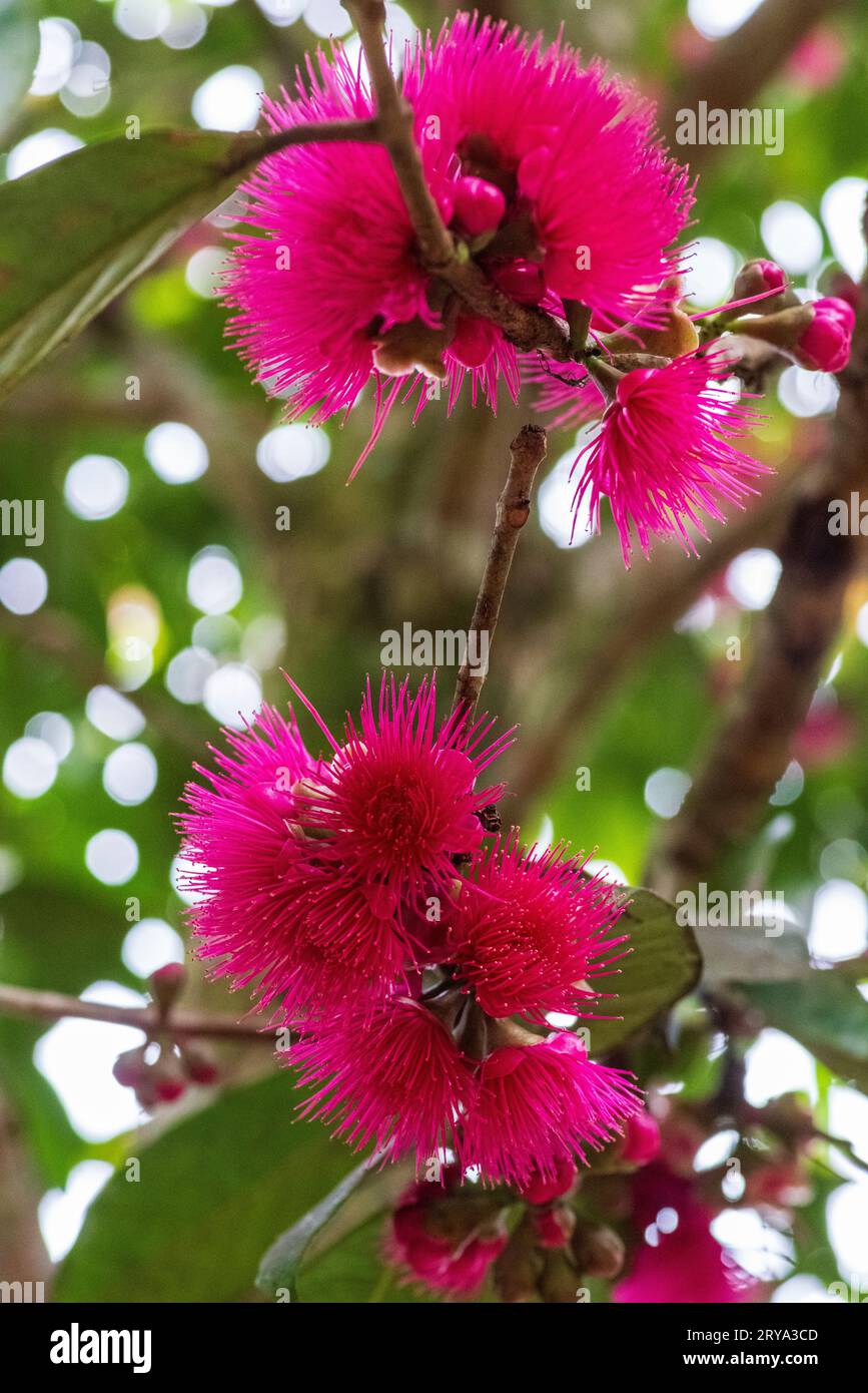 syzygium jambos flower Stock Photo
