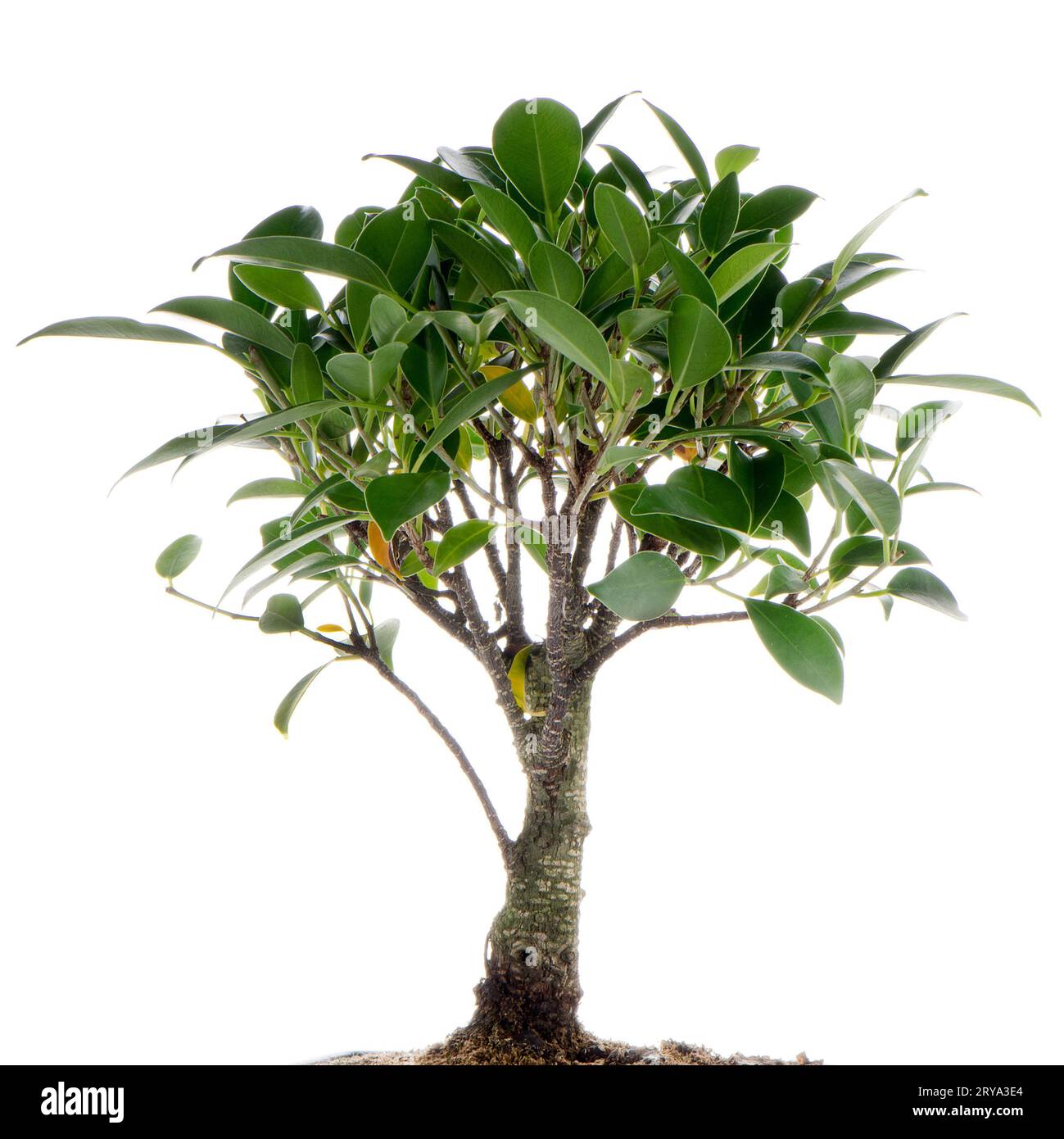 Chinese green bonsai tree Stock Photo