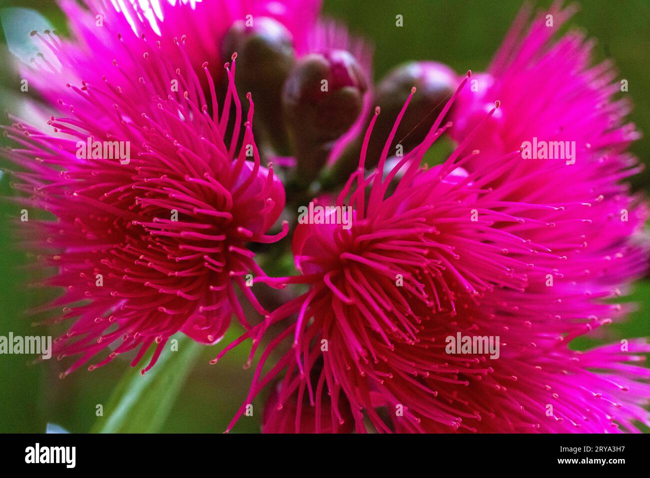 syzygium jambos flower Stock Photo