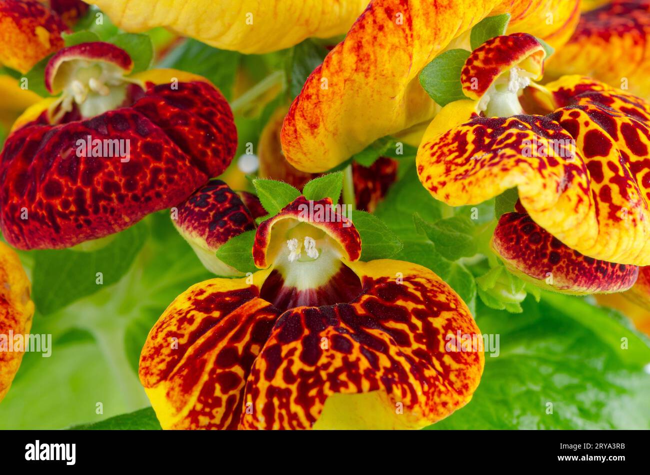 Closeup of yellow and red calceolarua flowers Stock Photo