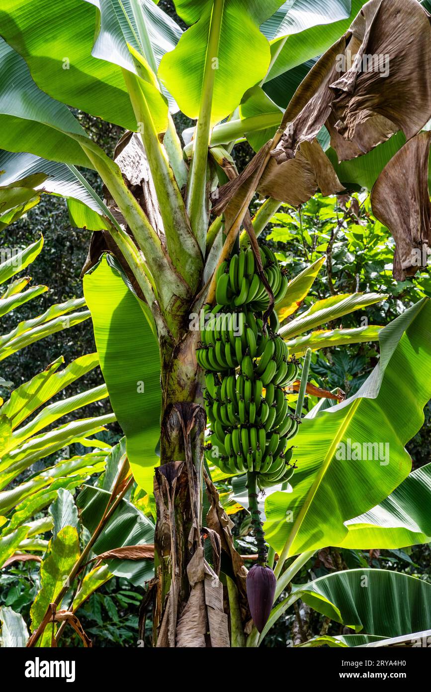 bananas on the branch in the amazón rainforest Stock Photo Alamy