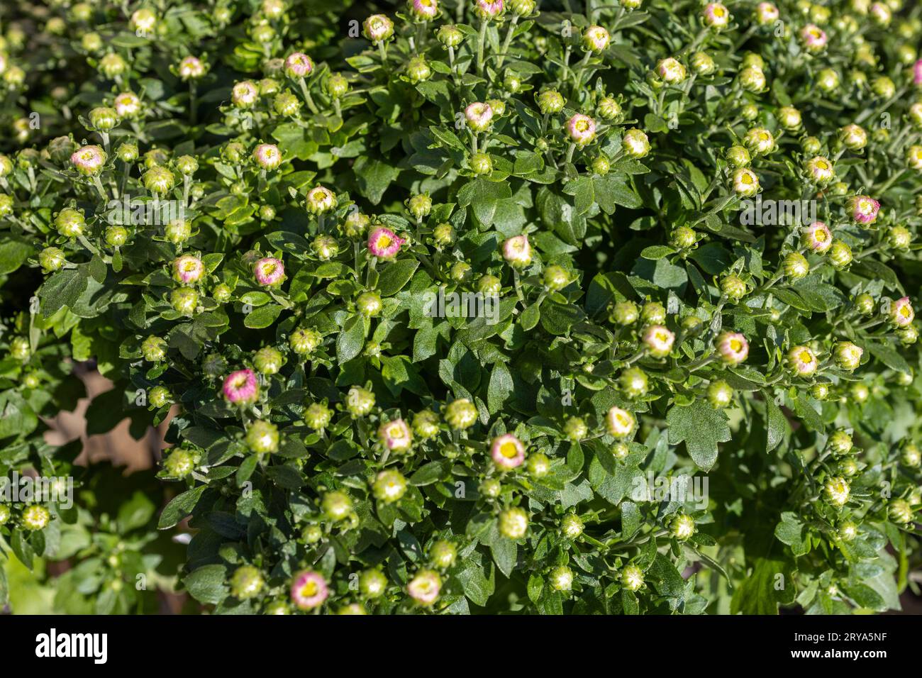 Full frame abstract texture background of newly budding autumn chrysanthemum flowers in an outdoor sunny pot Stock Photo