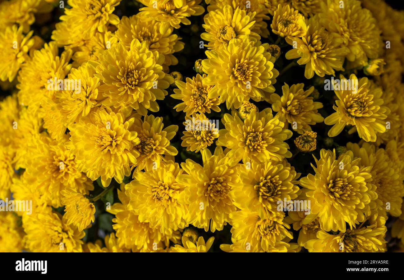 Full frame abstract texture background of autumn yellow chrysanthemum flowers in an outdoor sunny pot Stock Photo