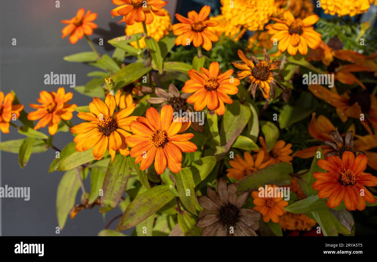 Full frame abstract texture background of autumn orange zinnia flowers in an outdoor sunny pot Stock Photo