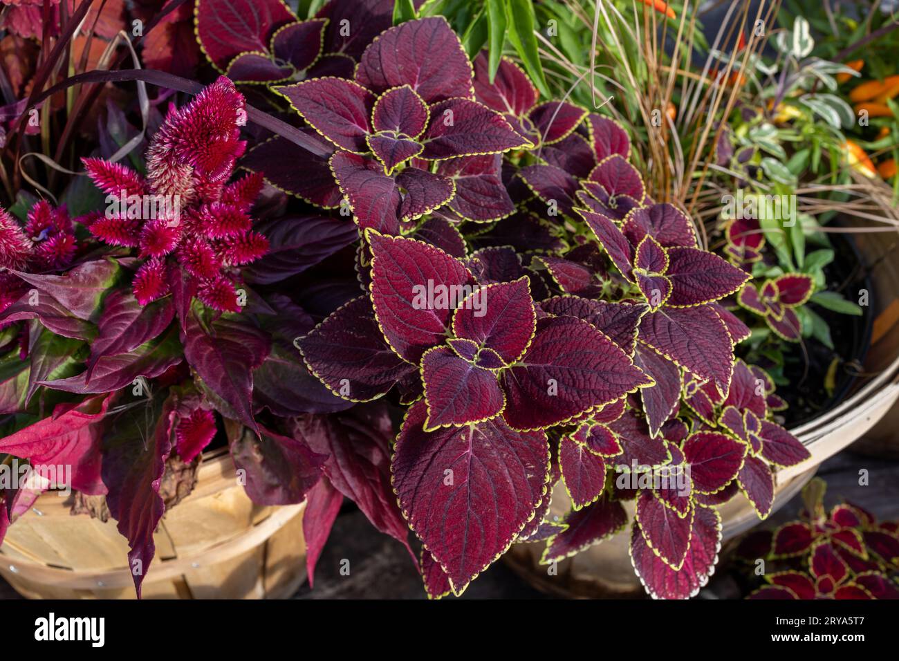 Full frame abstract texture background of purple leaves on a sunny outdoor potted velvety red coleus plant Stock Photo