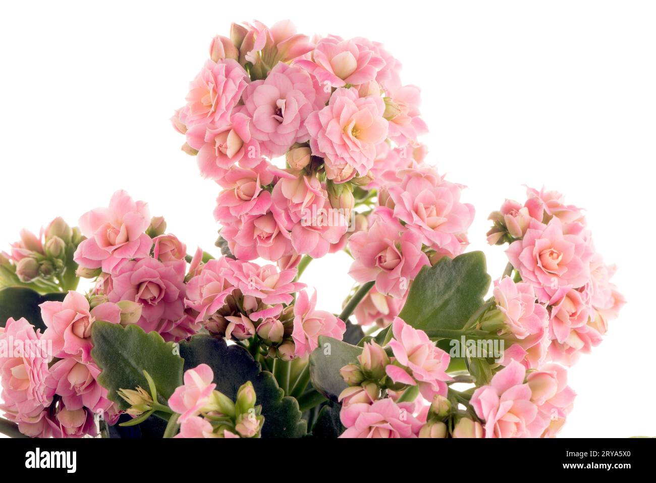 Kalanchoe Calandiva flowers Stock Photo