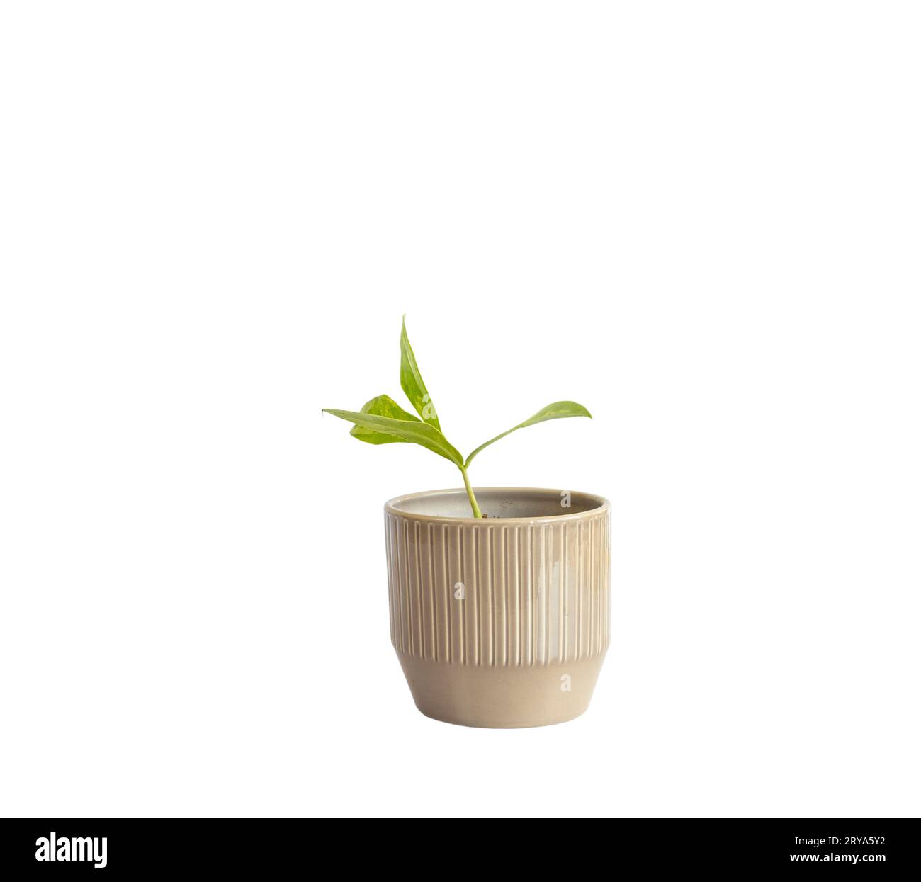 ZZ variegated plant with elongated leaves in a ceramic pot isolated on white background Stock Photo