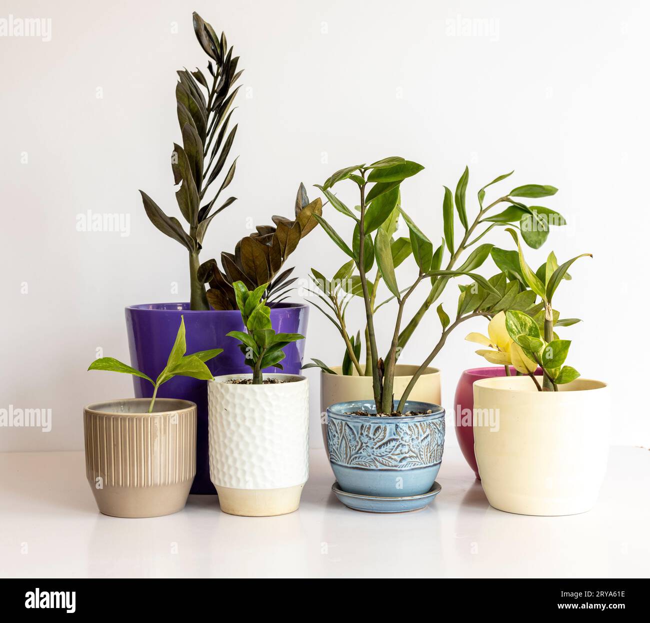 Set of different varieties of ZZ plants in a ceramic pots on white background Stock Photo
