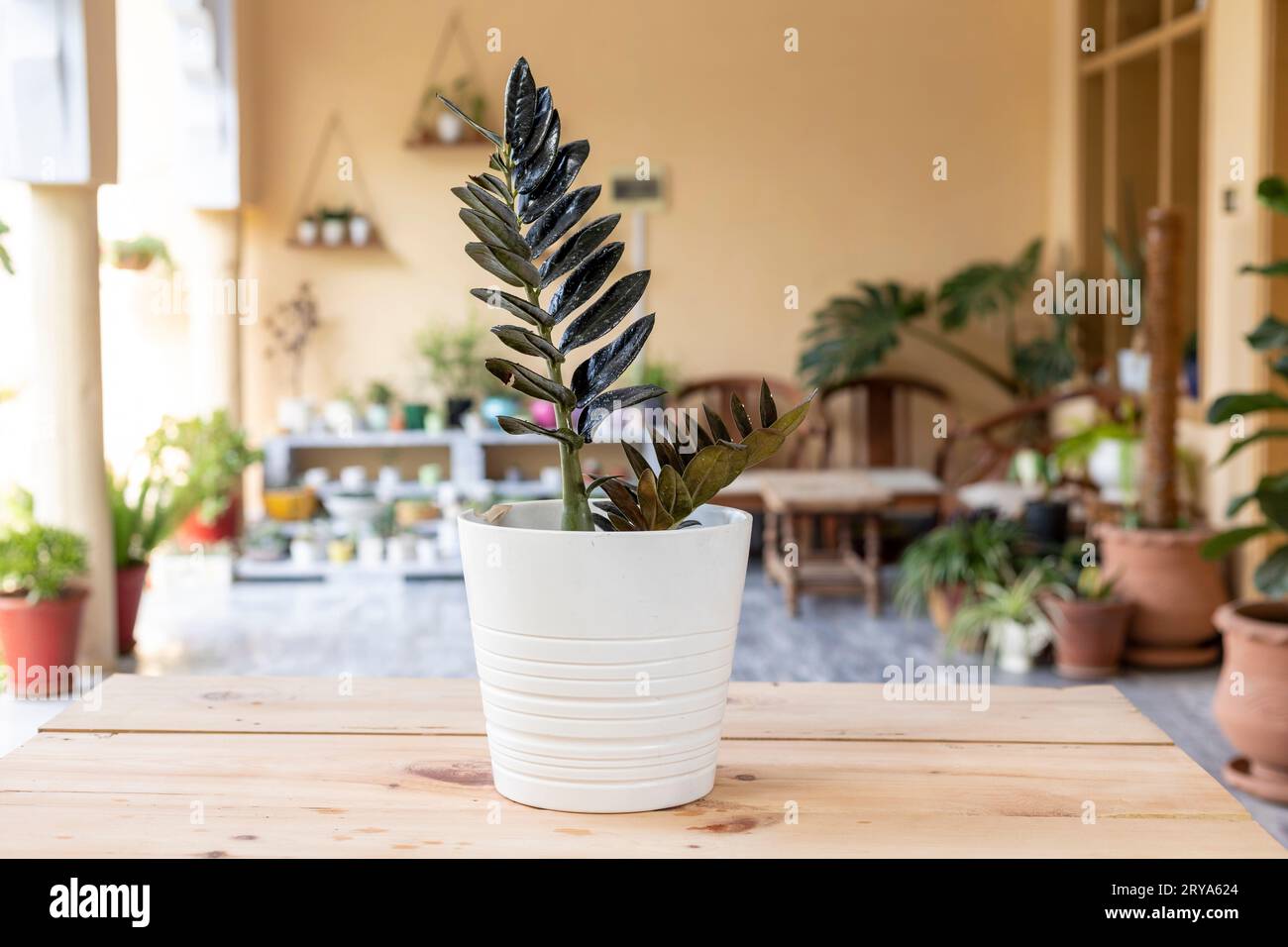 Black Zamioculcas Zamiifolia plant in a white ceramic pot Stock Photo