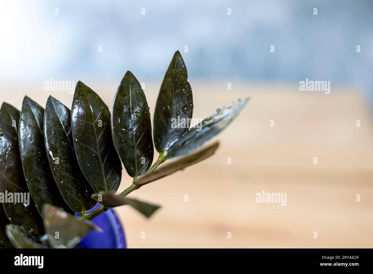 Black ZZ plant leaves closeup with selective focus and blurred background Stock Photo