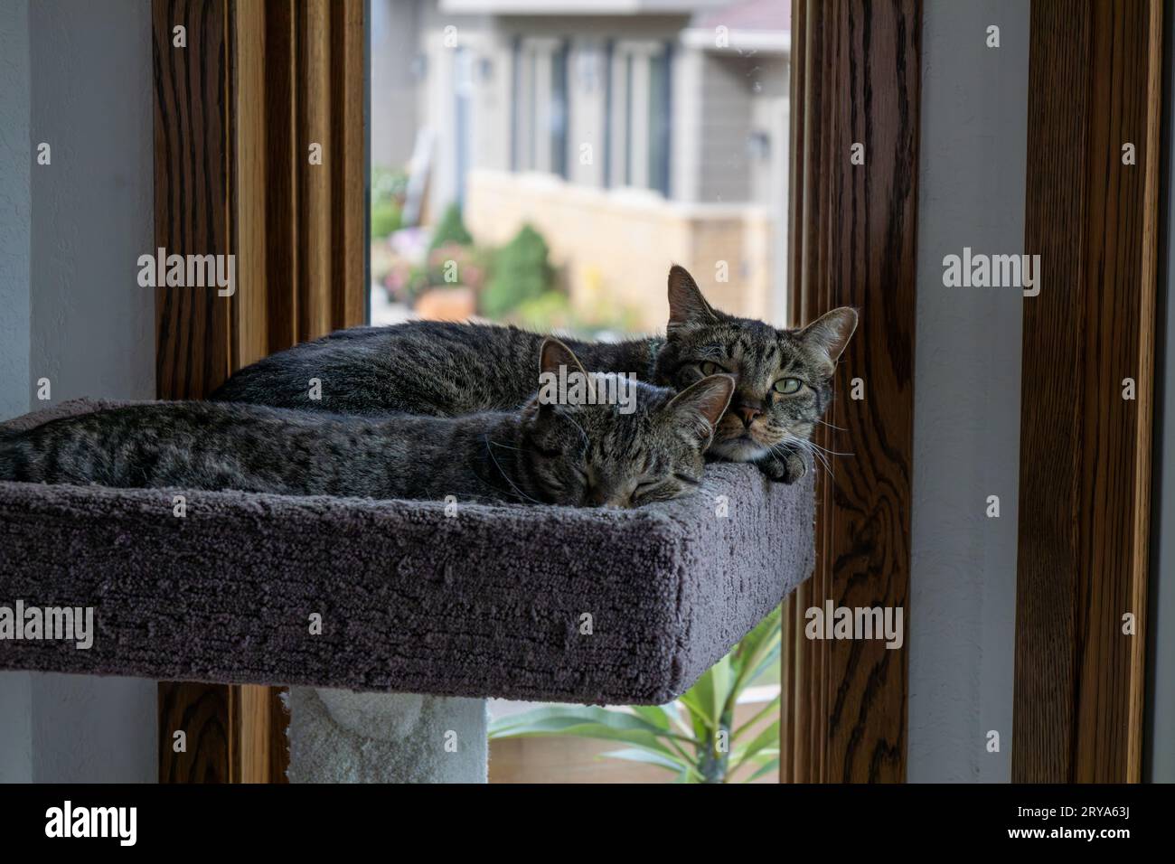 Close up view of two gray tabby cats sleeping in a carpeted cat tree by a window, with one looking at the camera Stock Photo