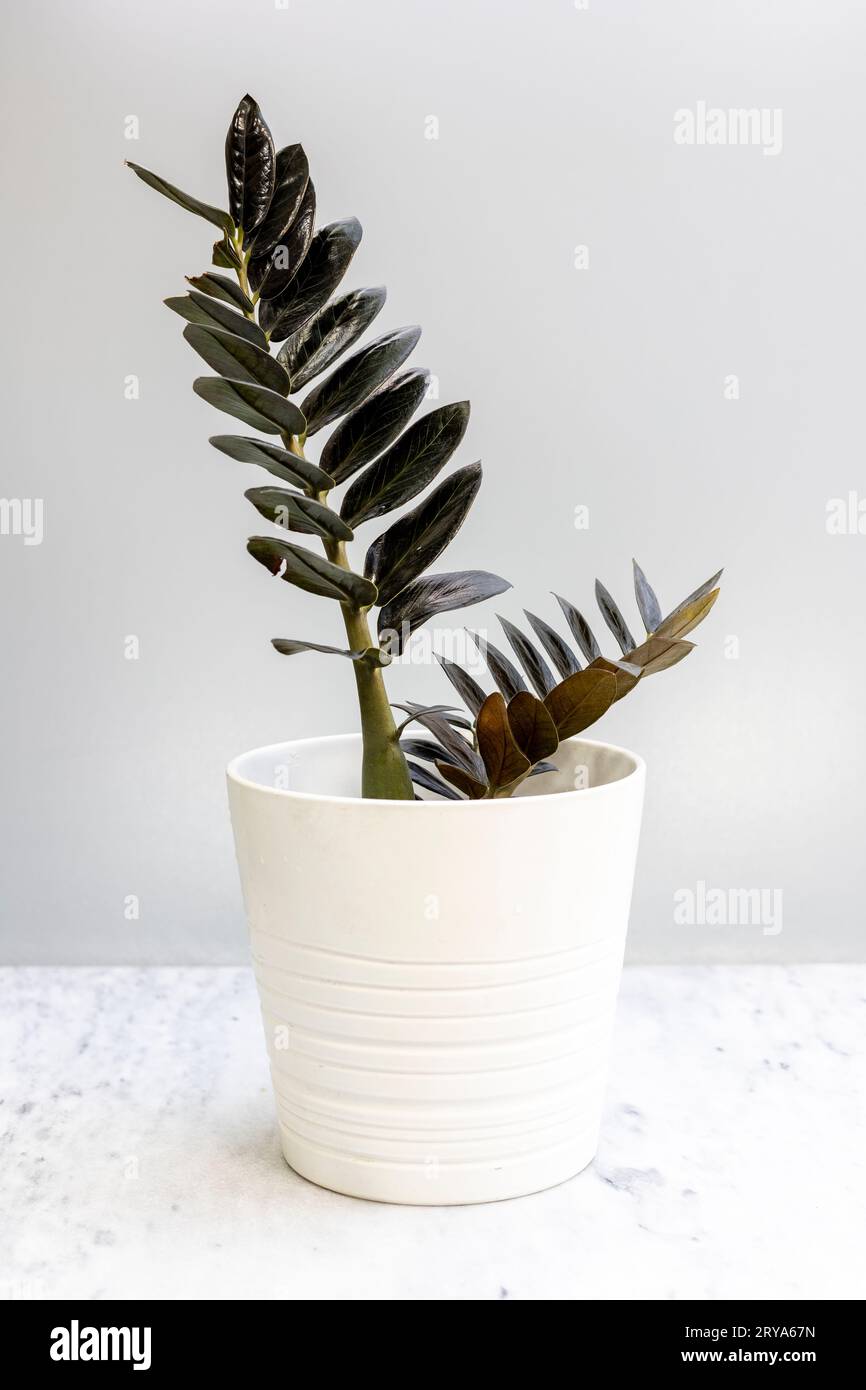 Zamioculcas Zamifolia black plant in white pot on white background Stock Photo