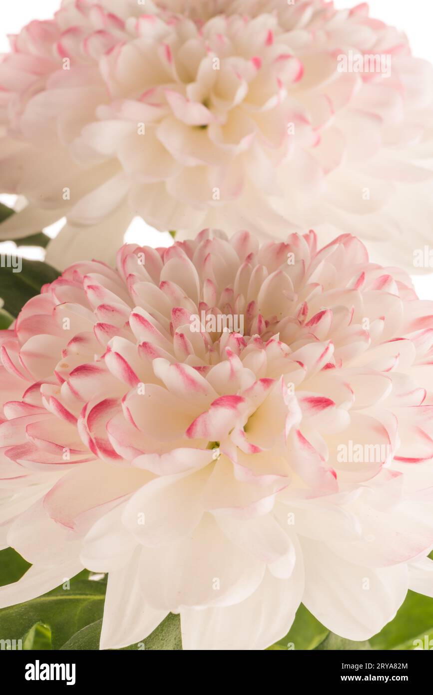 Beautiful chrysanthemum flowers hi-res stock photography and images - Alamy