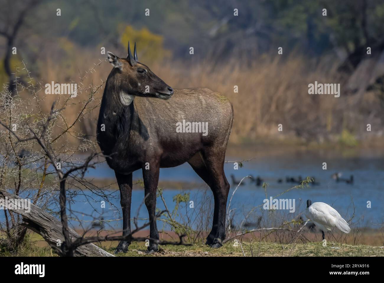 Male Nilgai or bluebuck or blue cow in bharatput national park Stock