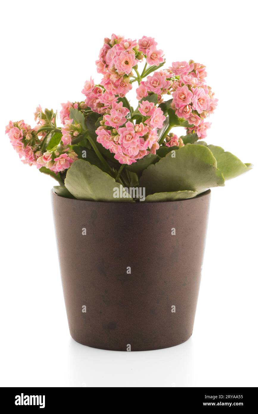 Kalanchoe Calandiva flowers in flower pot on a white background Stock
