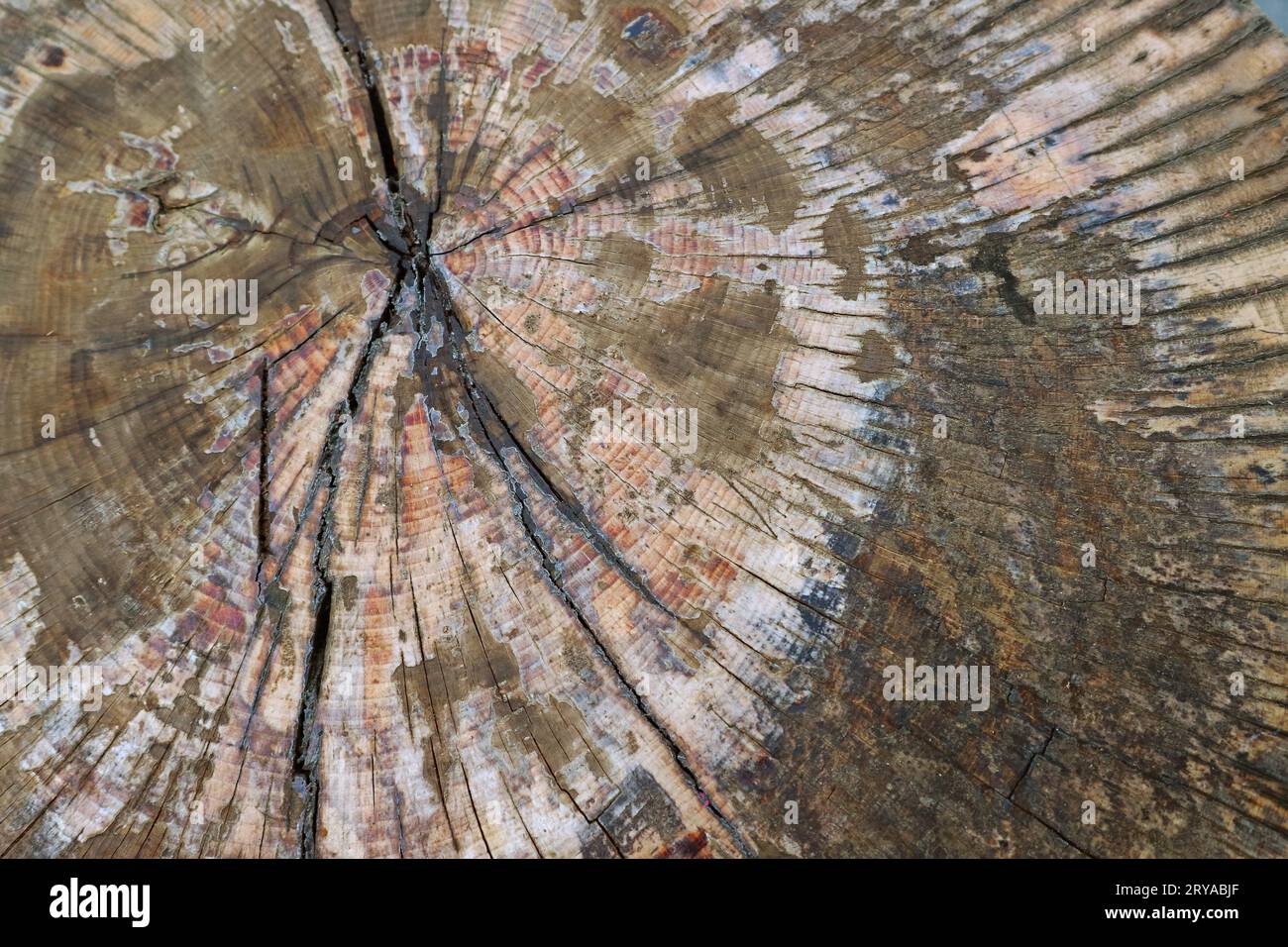 Top view of cracked cut wood log surface texture Stock Photo - Alamy