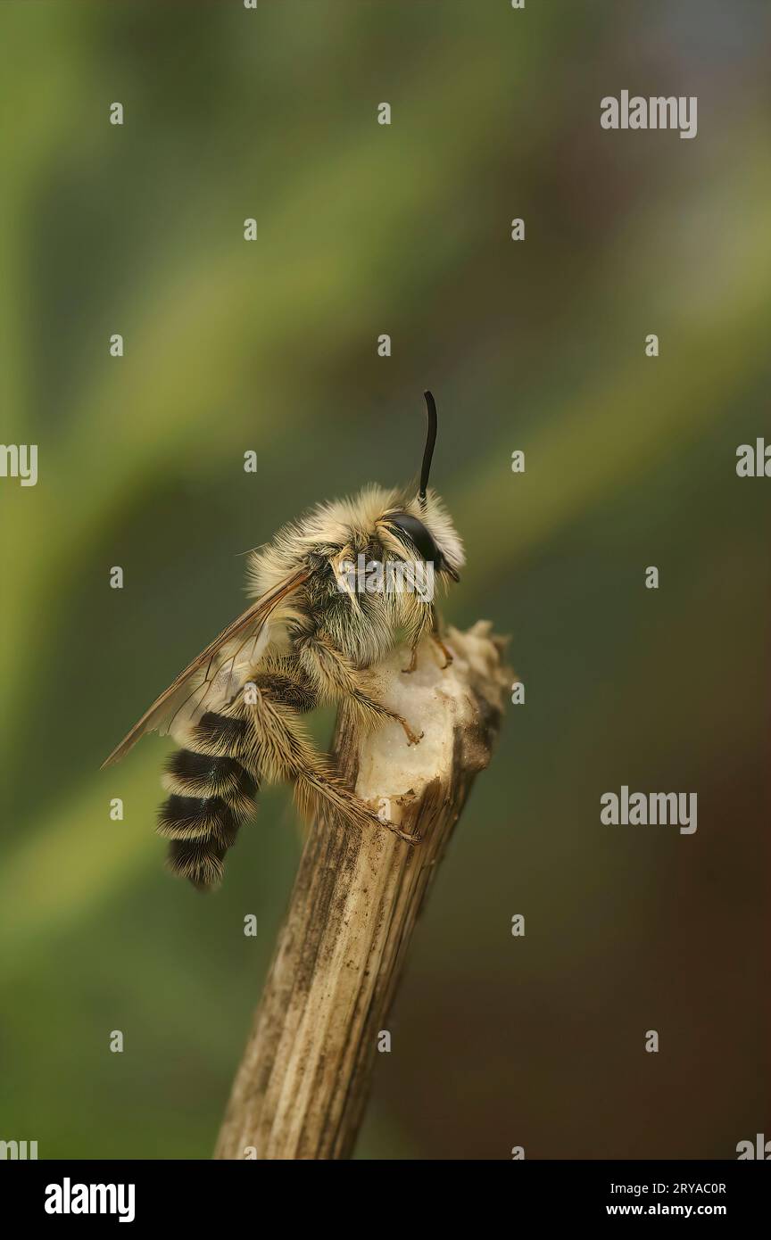 Natural closeup on a lightbrown fluffy male Pantaloon bee, Dasypoda hirtipes, sitting a twig Stock Photo