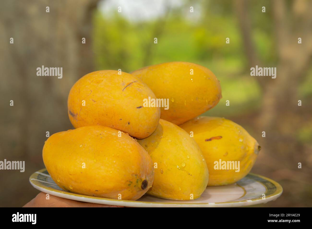 man holding wicker basket with tasty mangoes outdoors. closeup of yellow Mango's. Full basket of ripen yellow mangoes. fresh ripe mangos piled Stock Photo