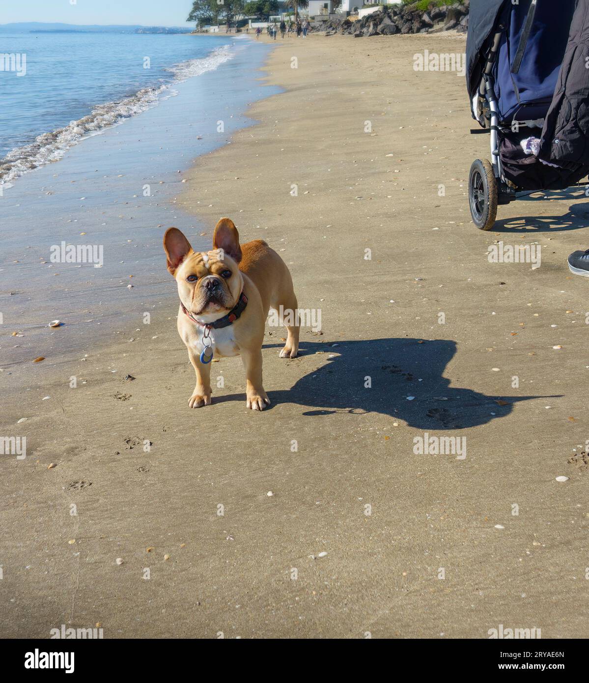 A small dog looking up at the camera. A baby pram and unrecognizable people walking on the beach. Vertical format. Stock Photo