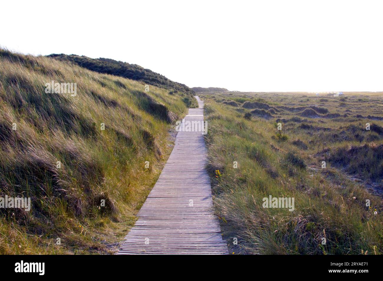 Bohlenweg durch die Dünen auf Borkum x boardwalk in the dunes of Borkum Islanfd Stock Photo