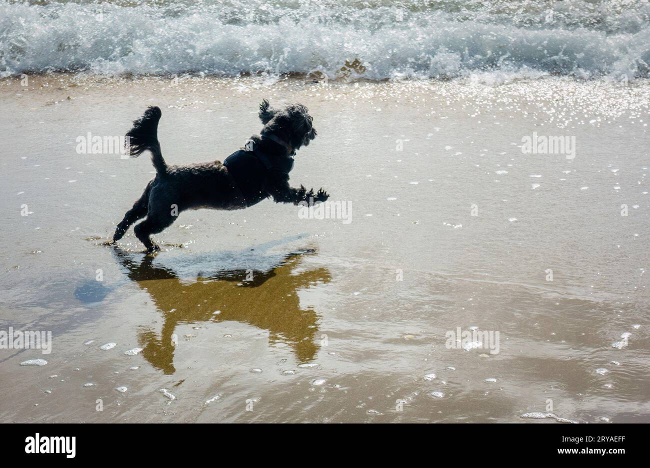 A small black dog running in full speed towards the waves on