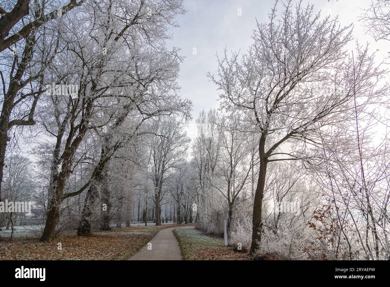 Hoar frost on trees and grass in a park with a footpath Stock Photo