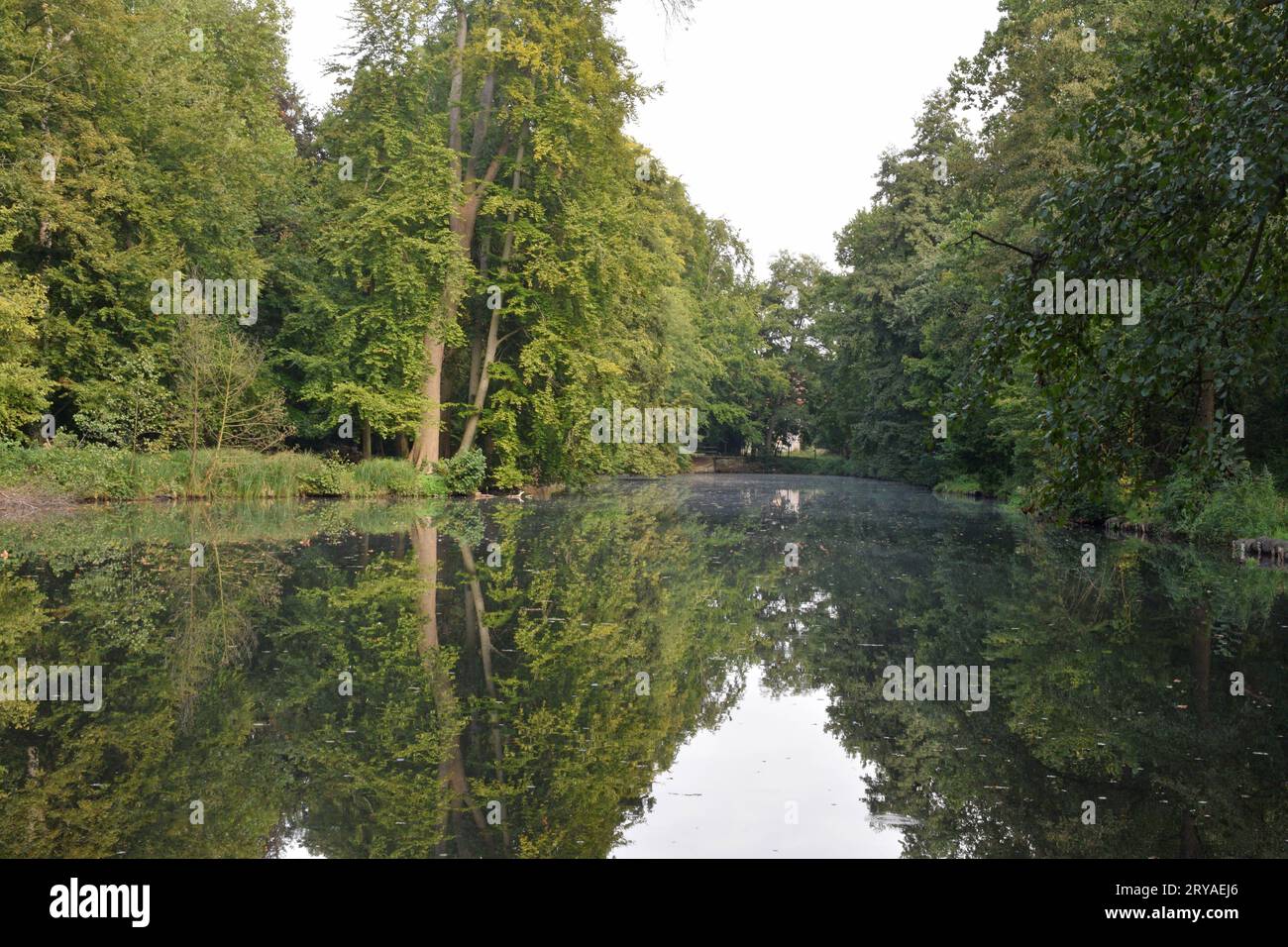 Baumwurzeln herbst hires stock photography and images Alamy