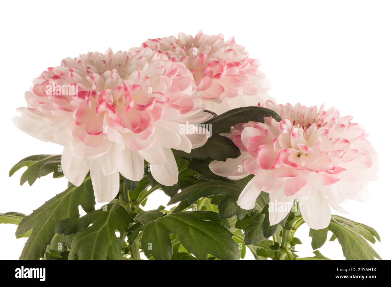 Beautiful chrysanthemum flowers hi-res stock photography and images - Alamy