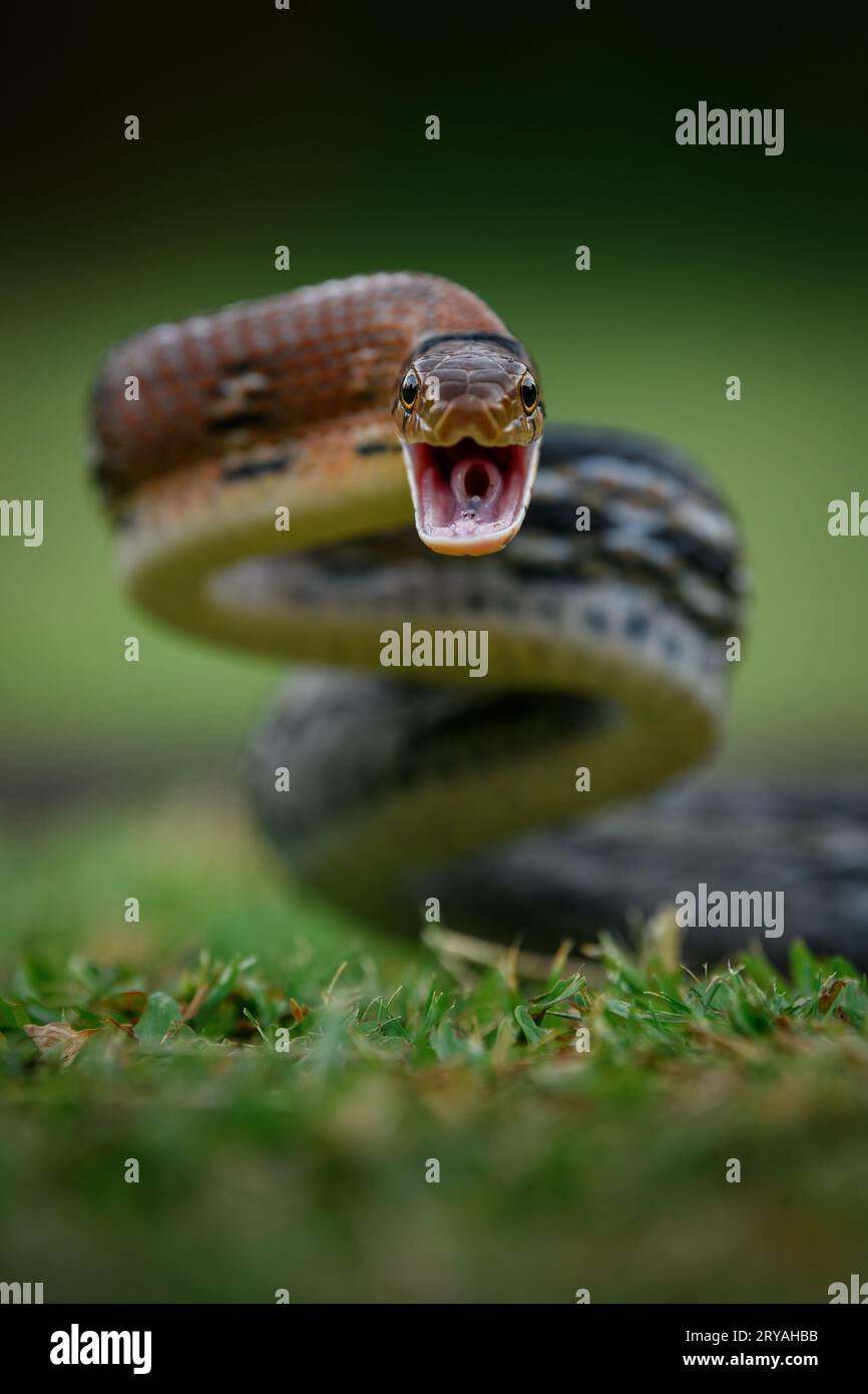 Vertical portrait of an aggressive copperhead rat snake from Assam