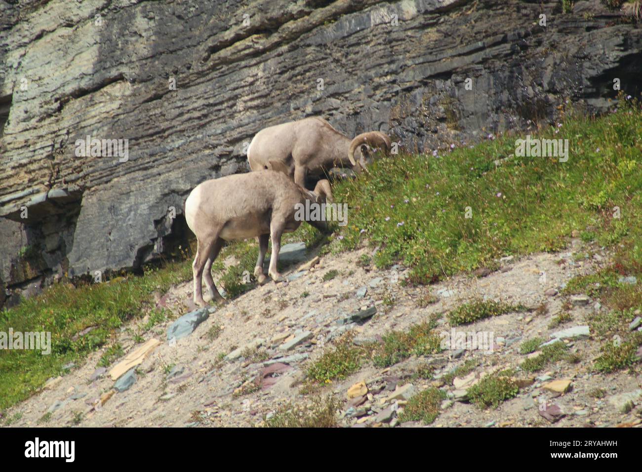 Bighorn Sheep Grazing along the cliffs Stock Photo