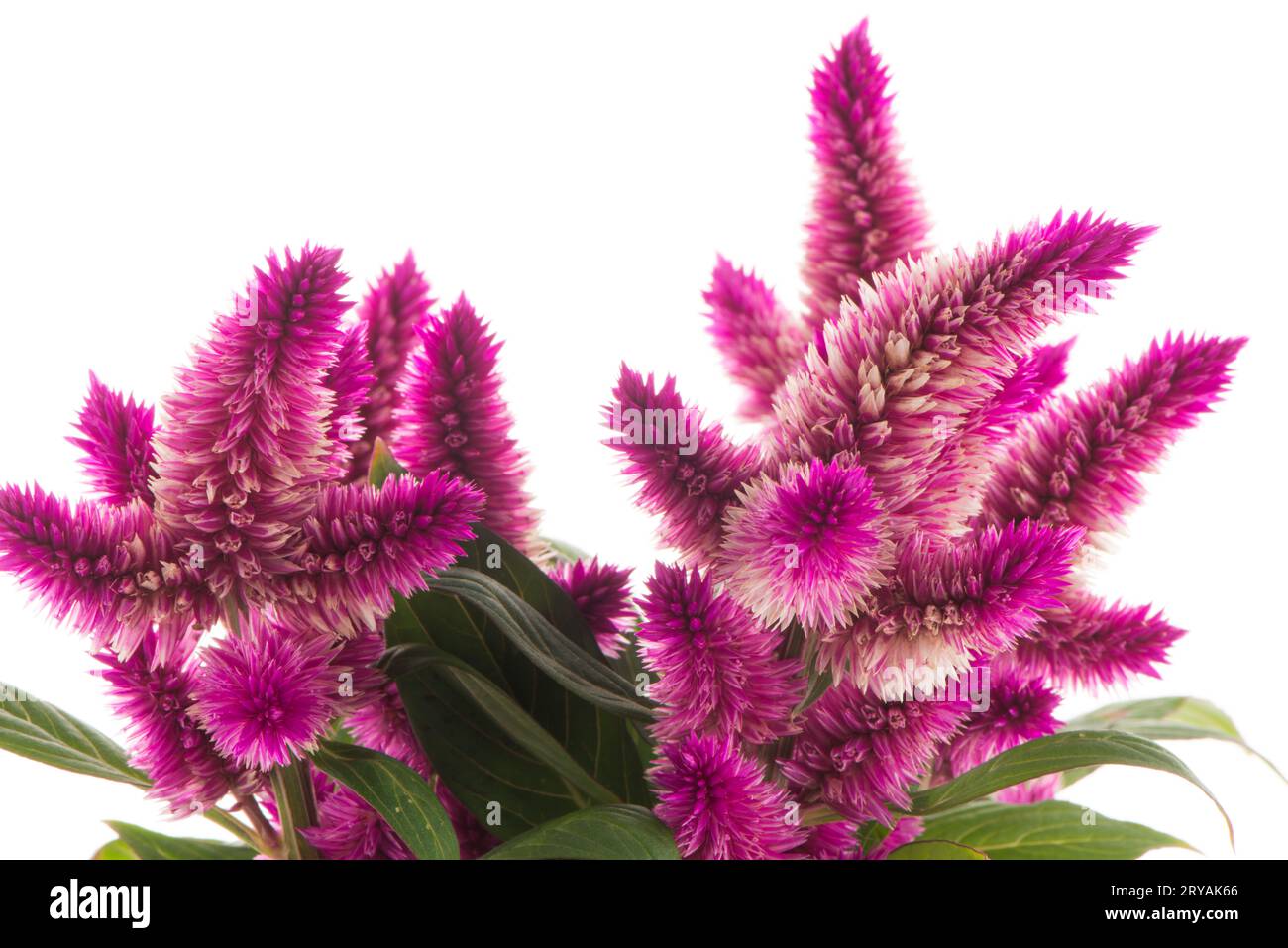 celosia spicata plant Stock Photo Alamy