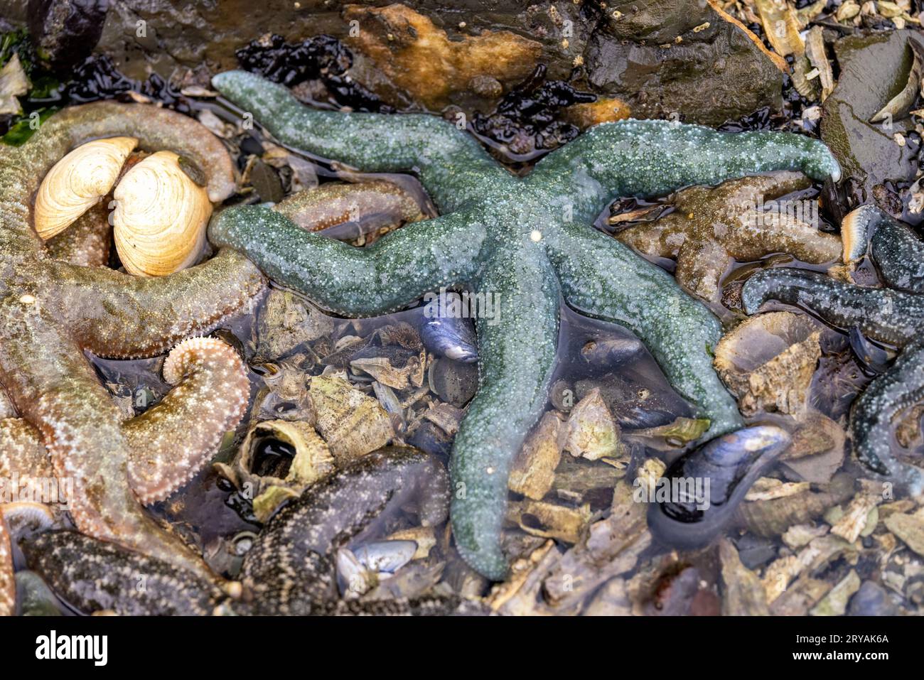 Colorful sea stars (starfish) in a tidal pool - Icy Strait Point, Hoonah, Alaska, USA Stock Photo