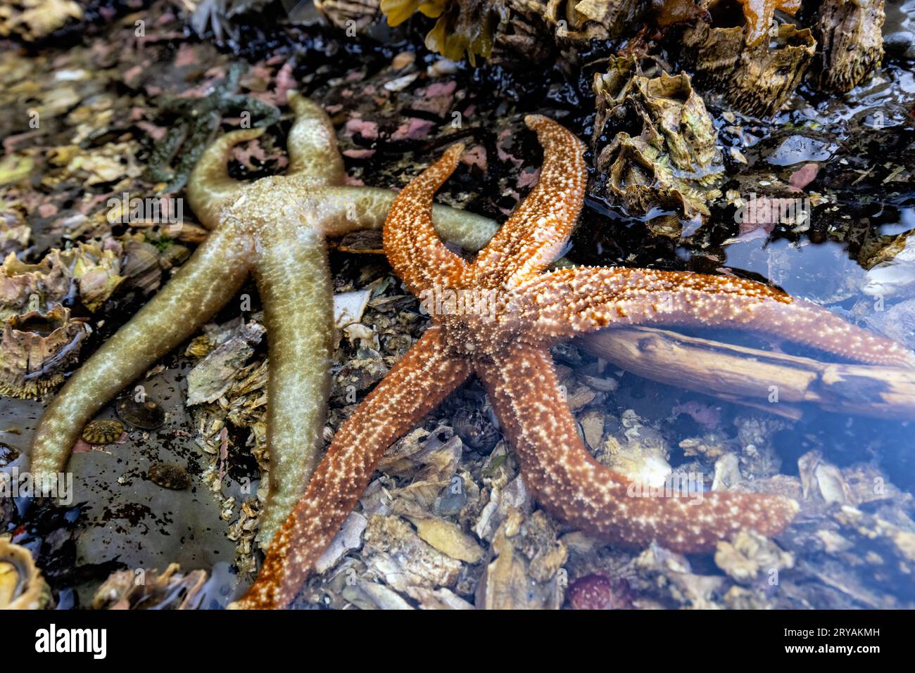 Colorful sea stars (starfish) in a tidal pool - Icy Strait Point, Hoonah, Alaska, USA Stock Photo