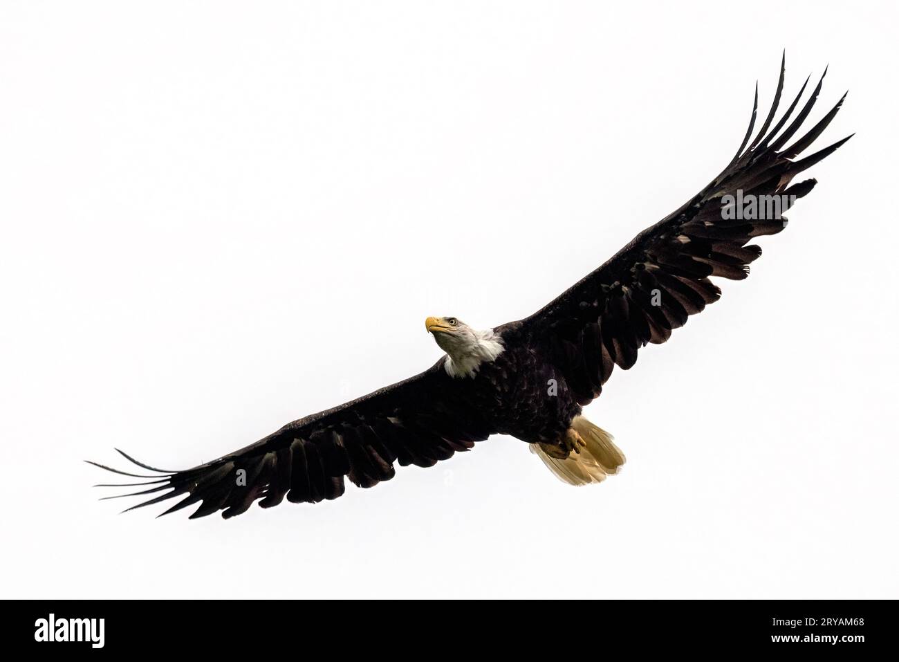 Bald eagle (Haliaeetus leucocephalus) in flight - Icy Strait Point, Hoonah, Alaska, USA Stock Photo