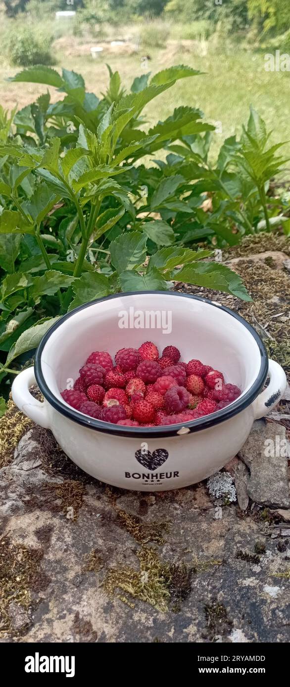 A bowl full of summer berries: wild strawberries and raspberries Stock Photo
