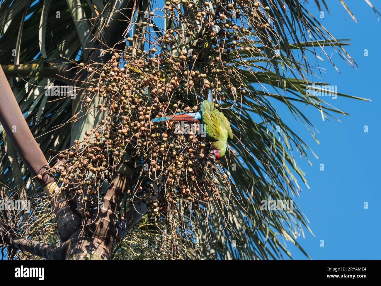 Military Macaws (Ara militaris) feeding on a Palm Tree in Ecuador Stock Photo
