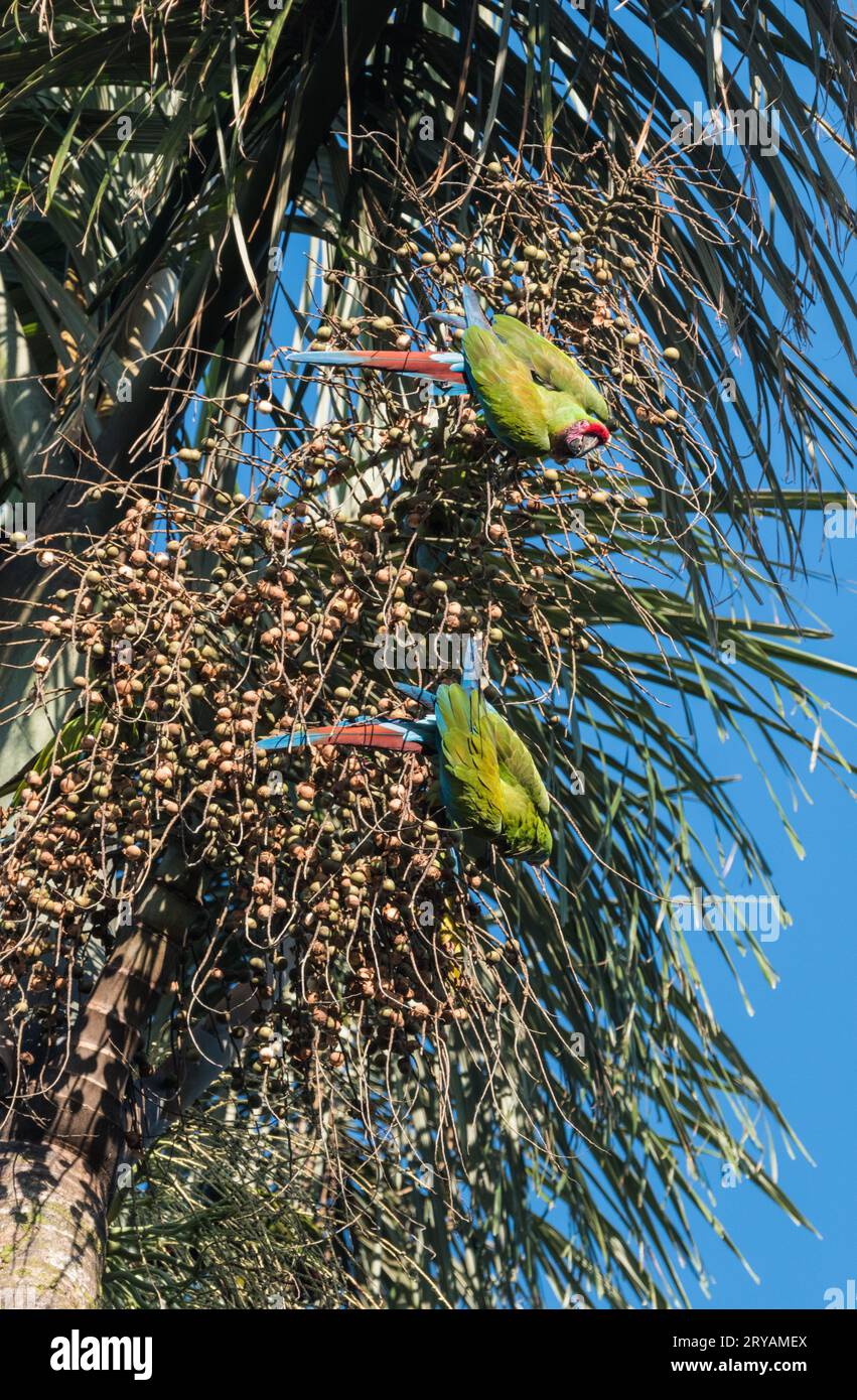 Military Macaws (Ara militaris) feeding on a Palm Tree in Ecuador Stock Photo