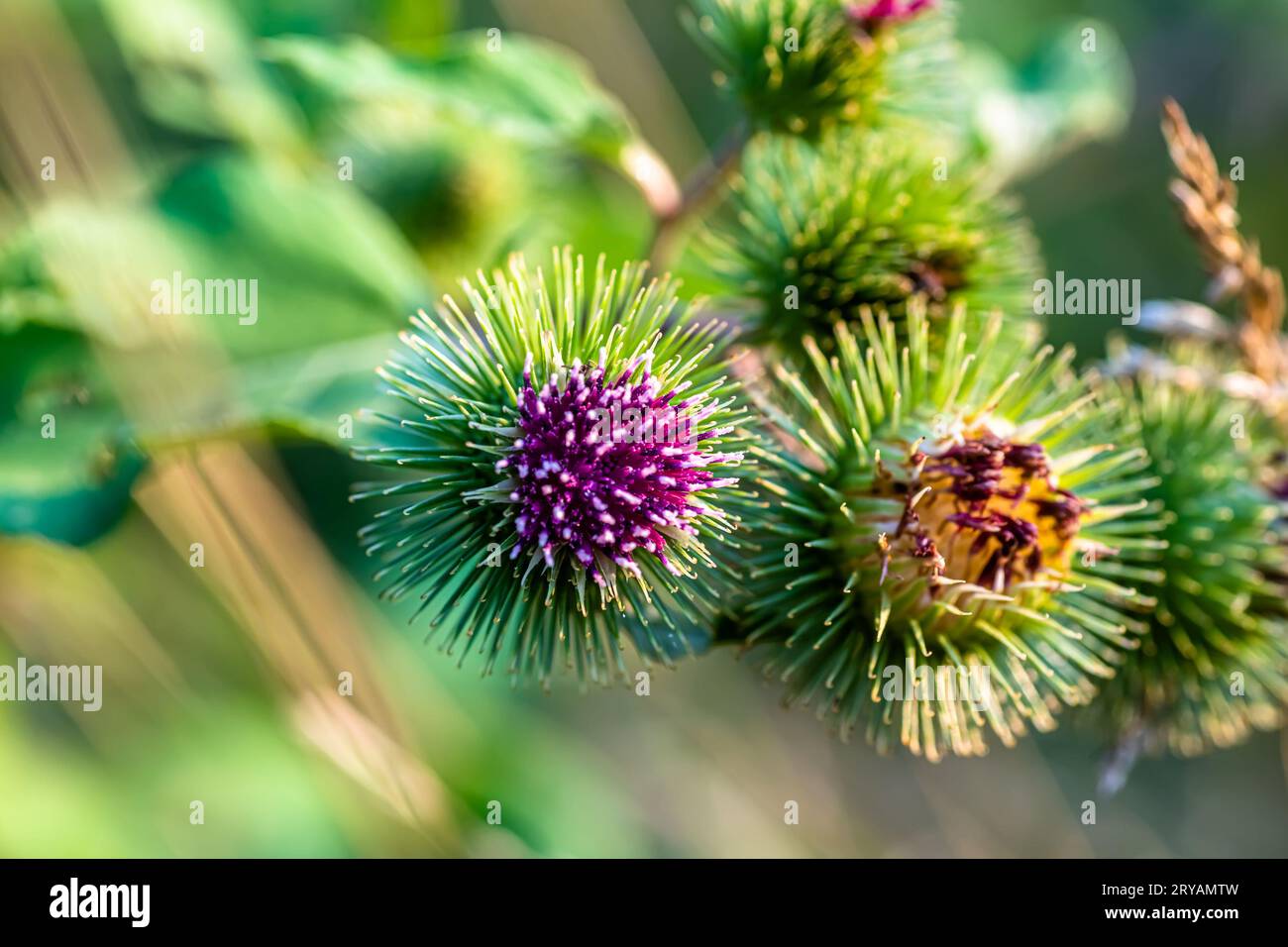 Cirsium vulgare, spear thistle, bull thistle, or common thistle plant provides great deal of nectar for pollinators. inflorescence pink-purple with Stock Photo