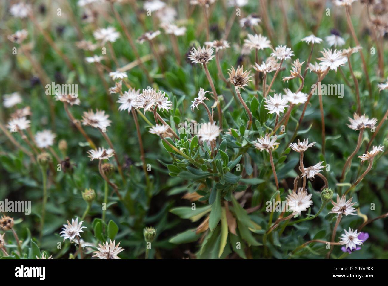 Alamy photo of nature hi-res stock photography and images - Alamy