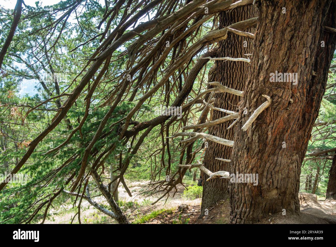 Giant Deodar Cedar tree in Himachal Pradesh forest, with new stems emerging from the main trunk Stock Photo