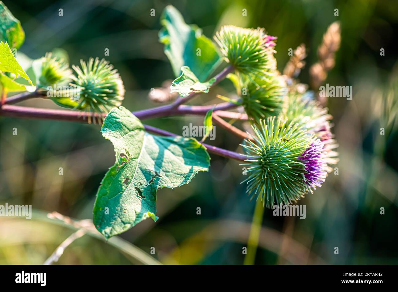 Green leaves and purple flowers of a wild greater burdock Arctium lappa ...