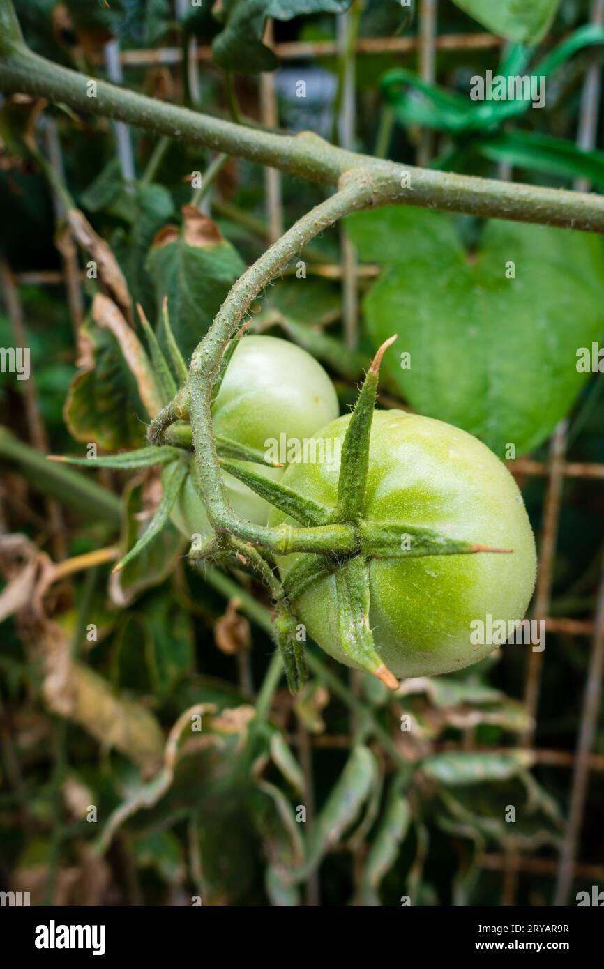 Organic Farm in India: Green tomatoes on the vine. Sustainable farming promoting diet and health benefits Stock Photo